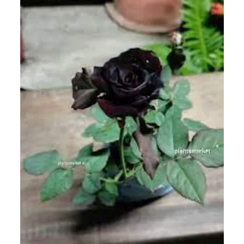 Fresh Black Rose 